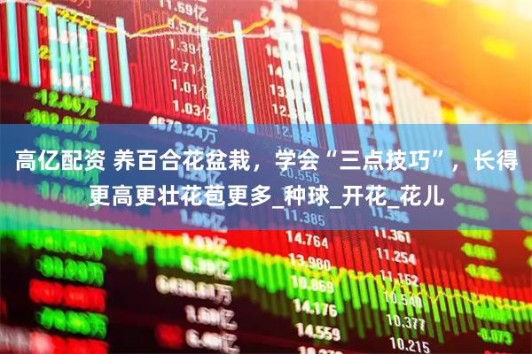 高亿配资 养百合花盆栽，学会“三点技巧”，长得更高更壮花苞更多_种球_开花_花儿